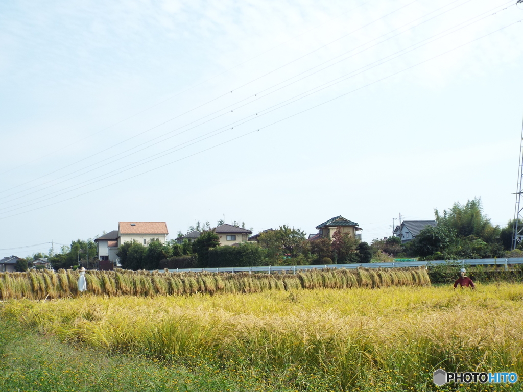 稲刈り