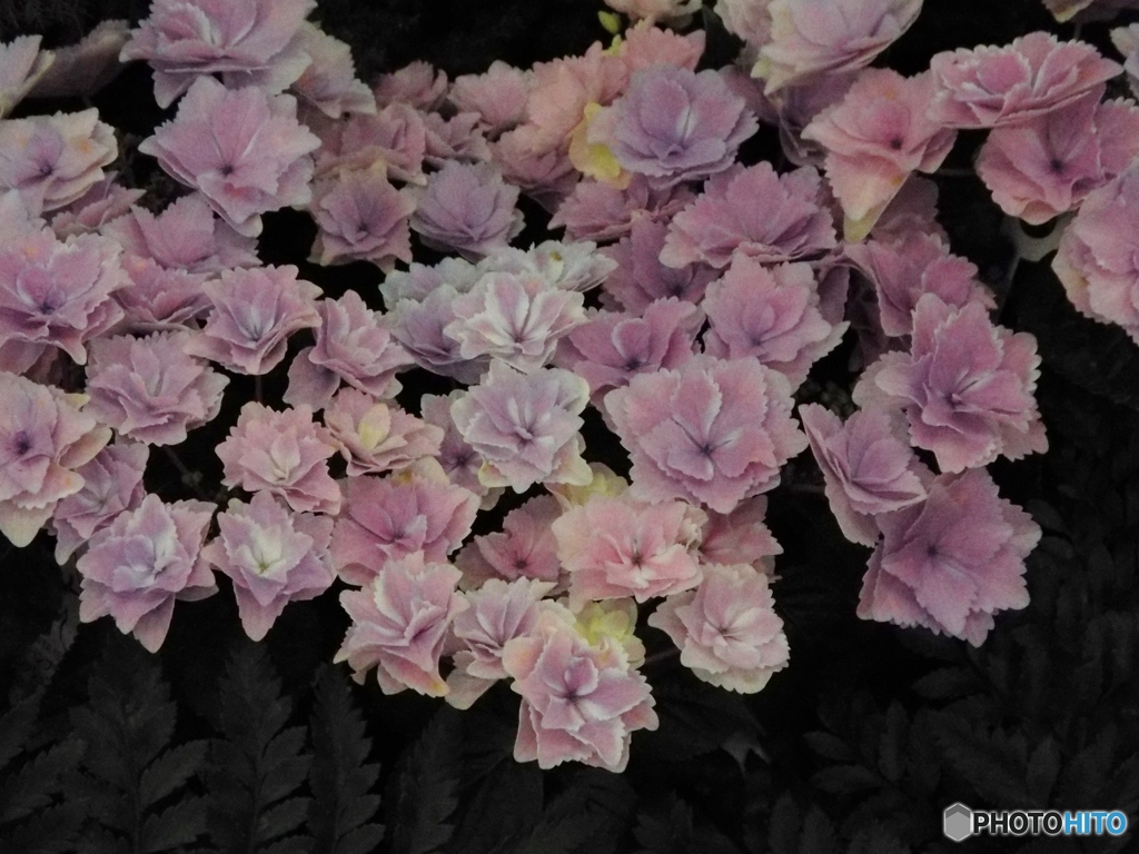 紫陽花