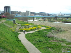 お花見1