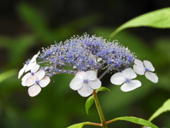 豊島園・紫陽花24