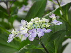 豊島園・紫陽花17