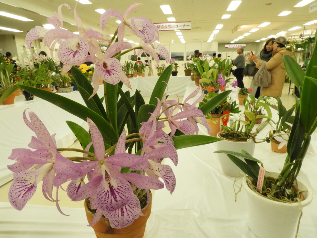 洋らん展8