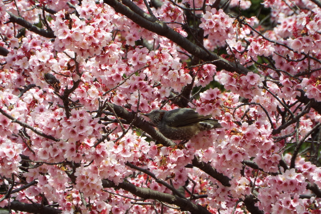 寒桜1