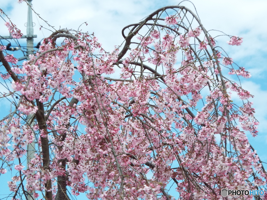 枝垂桜2