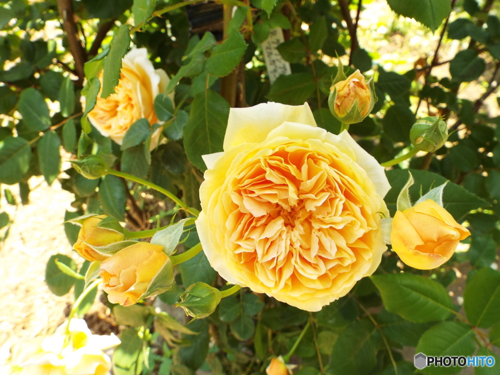 春のバラまつり7