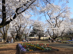 稲荷山公園・桜8