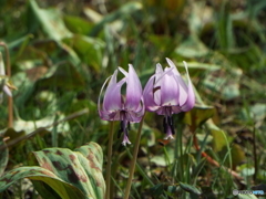 カタクリの花 3