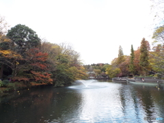 井の頭池周辺8