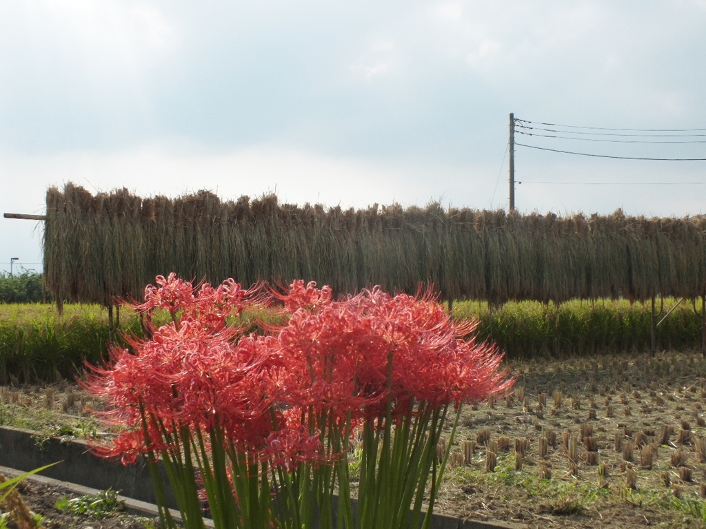 田園風景3