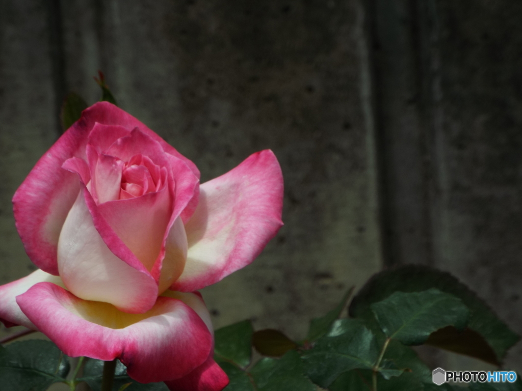 薔薇2