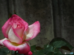 薔薇2