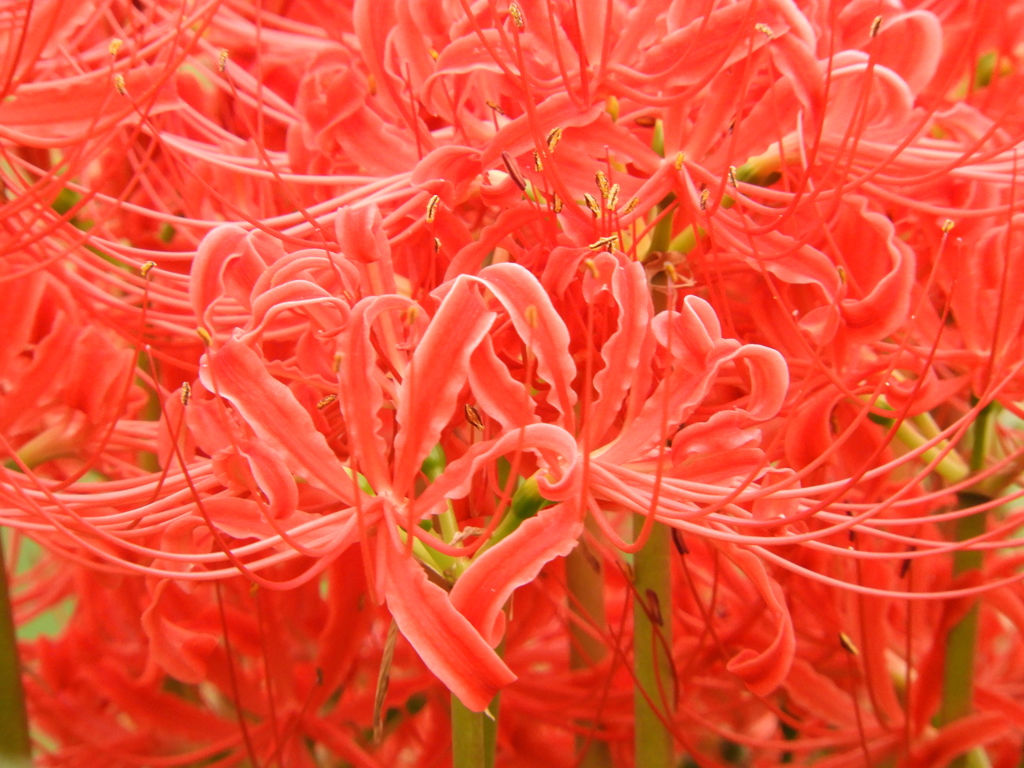 彼岸花18