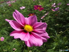 秋桜3