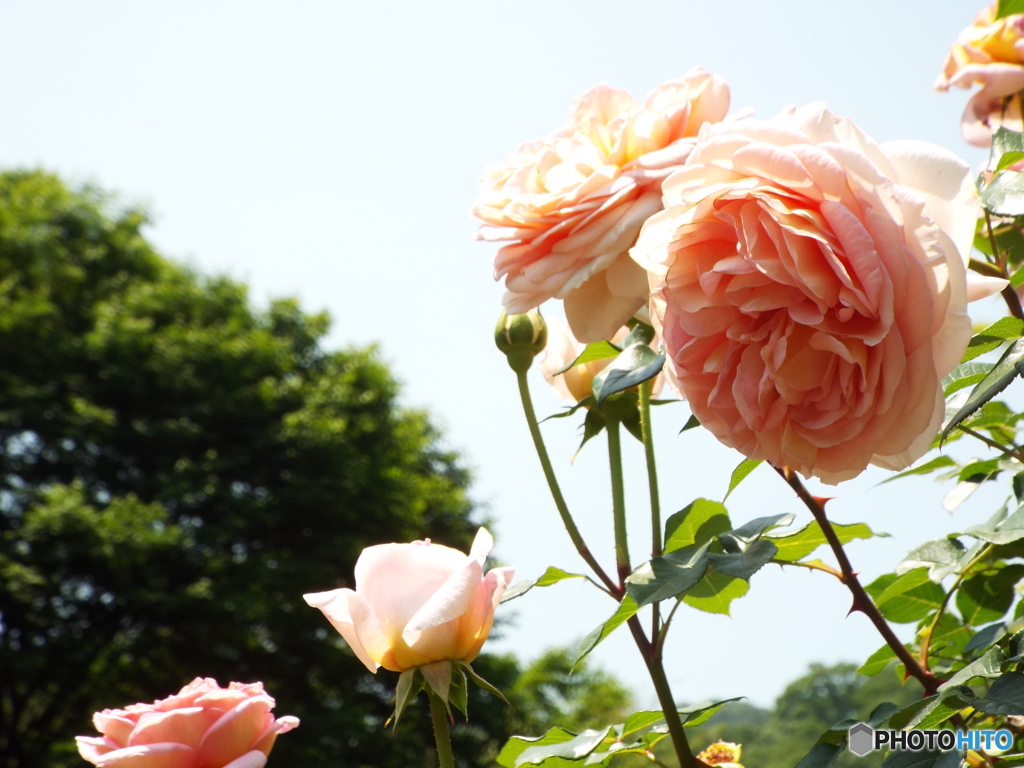 春のバラまつり4