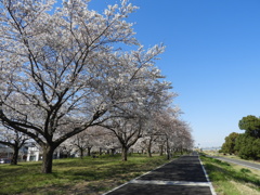 サクラ19