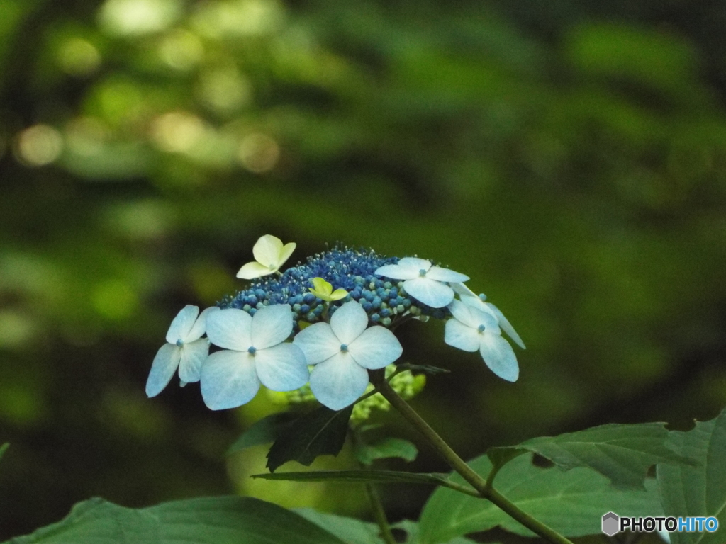 東京都薬用植物園・紫陽花9