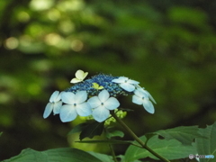 東京都薬用植物園・紫陽花9