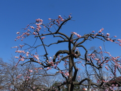枝垂れ梅3
