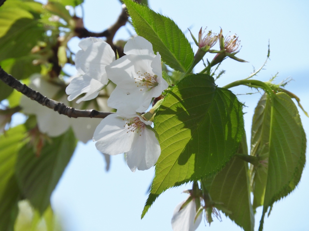 散歩道・桜3