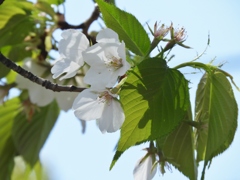 散歩道・桜3
