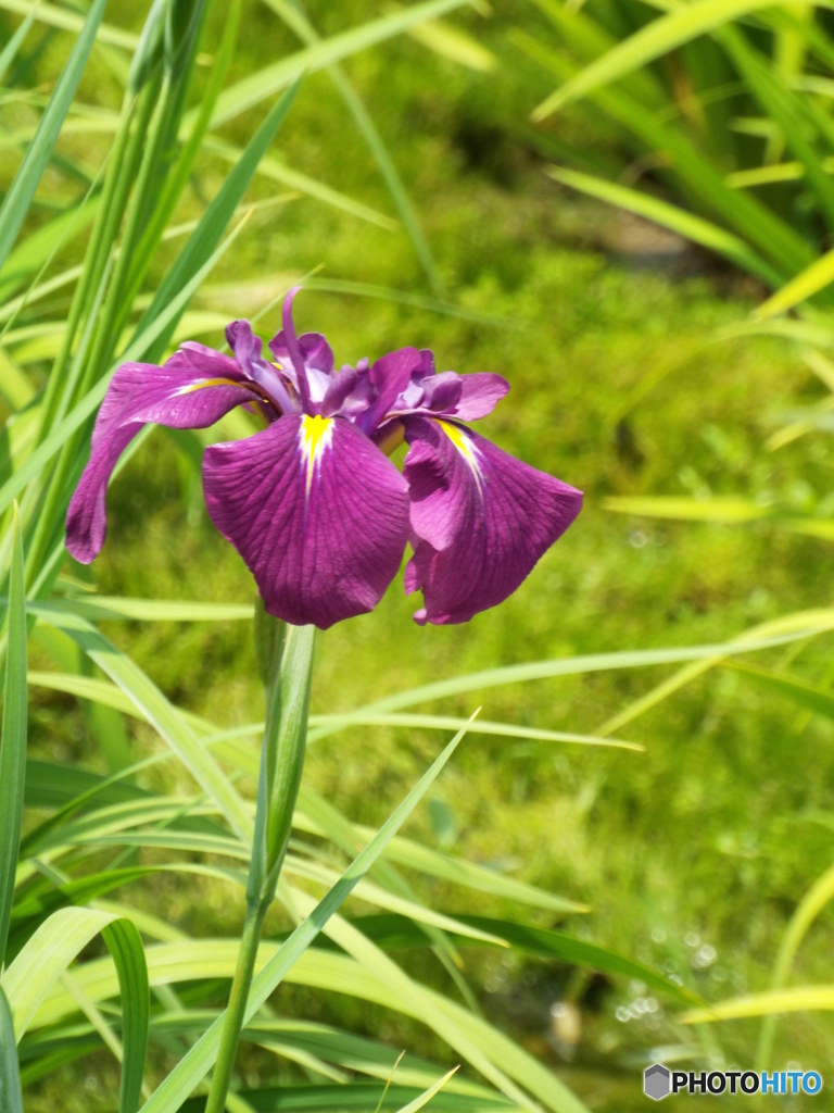 花菖蒲9