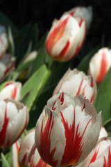 DSCF0443