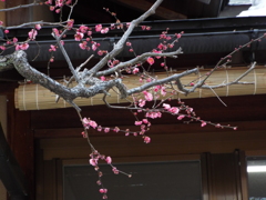 残雪の日本庭園16