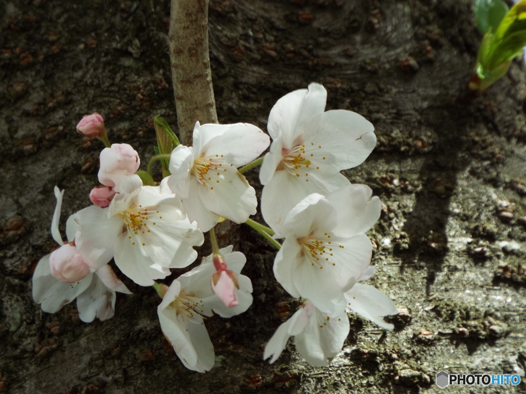 桜4