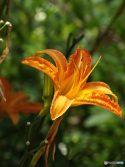 東京都薬用植物園・野萱草2