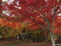 月の石もみじ公園12