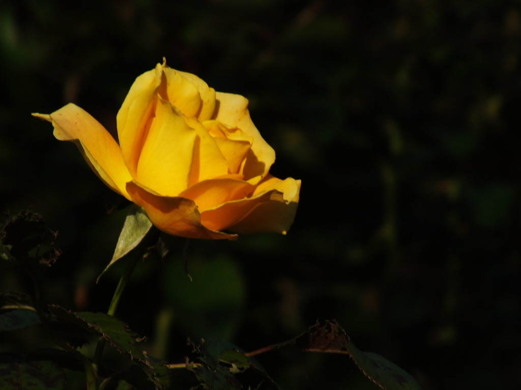 薔薇3