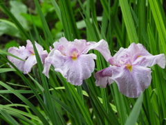 智光山公園・花菖蒲12