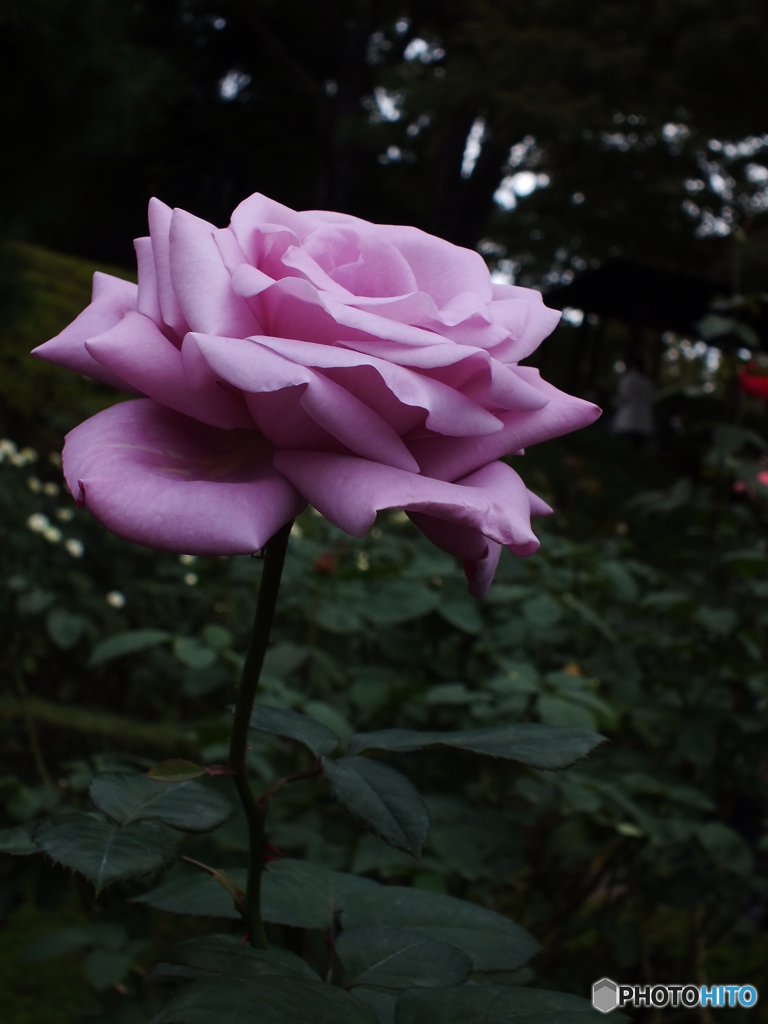薔薇7