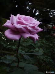 薔薇7