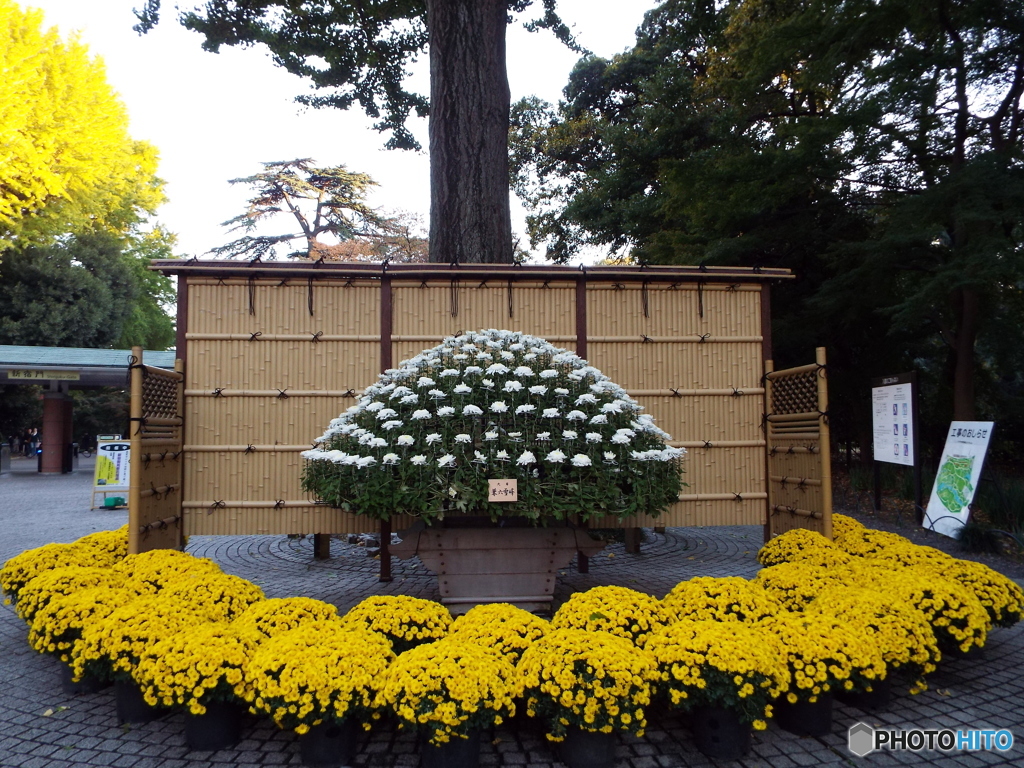 新宿御苑菊花壇展20