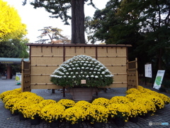 新宿御苑菊花壇展20