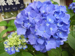 紫陽花18
