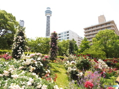 山下公園2