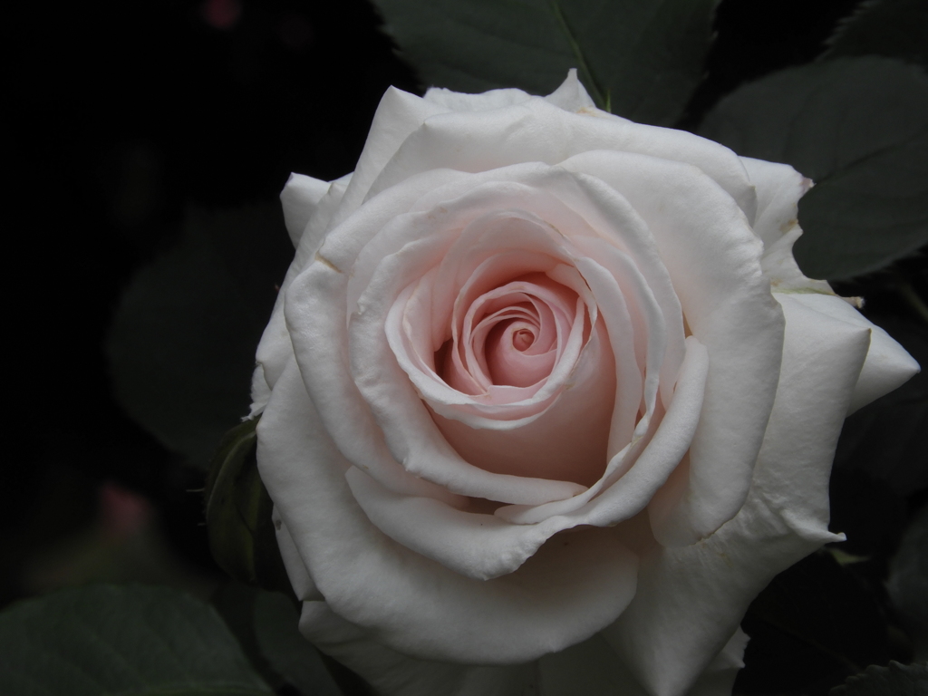 薔薇25