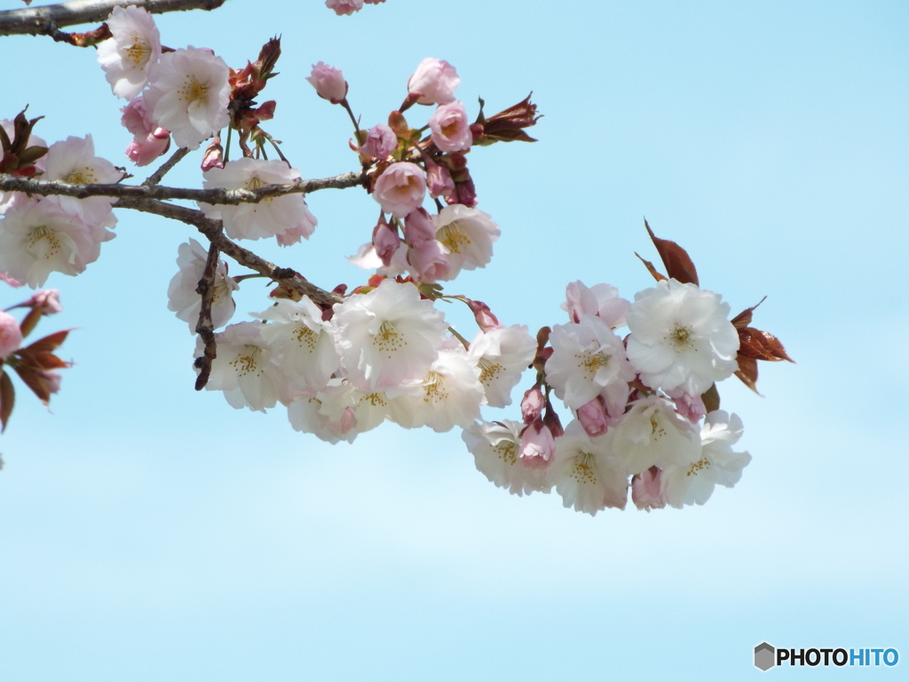八重桜