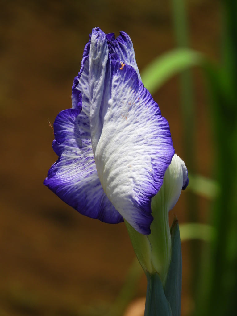 北山公園・菖蒲苑2