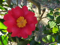 山茶花1