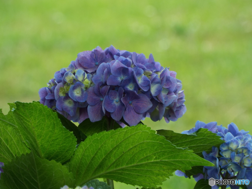 深緑の彩の森入間公園13