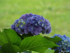 深緑の彩の森入間公園13