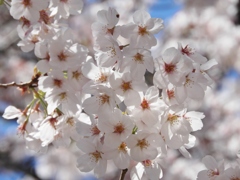 散歩道・桜5