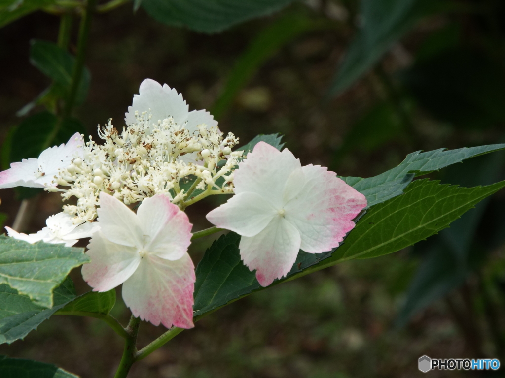 日本庭園の紫陽花3