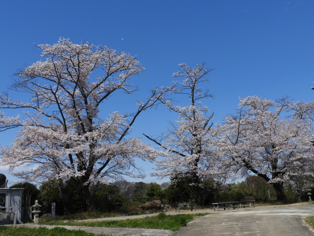 天岑寺桜2