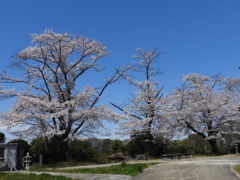 天岑寺桜2