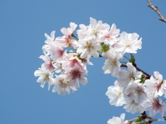 冬桜1