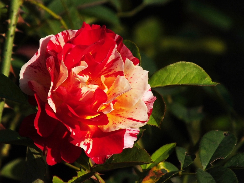 薔薇1